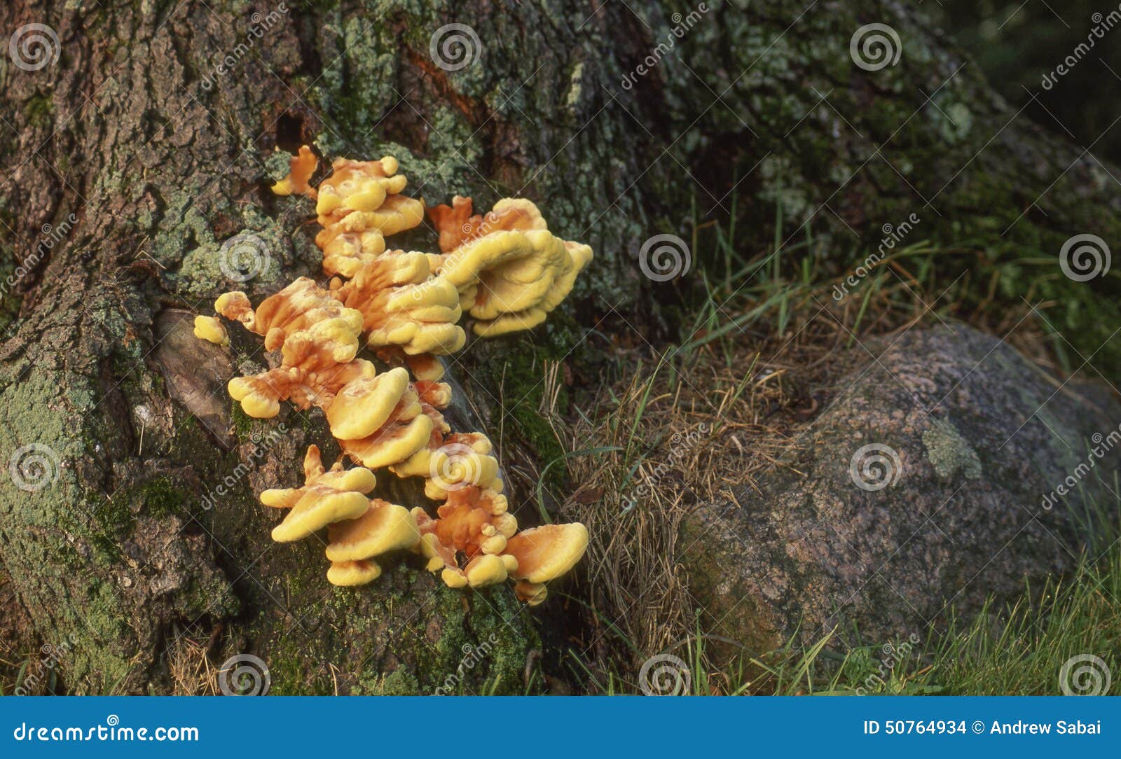 chicken of the woods mushroom (laetiporus sulphureus)