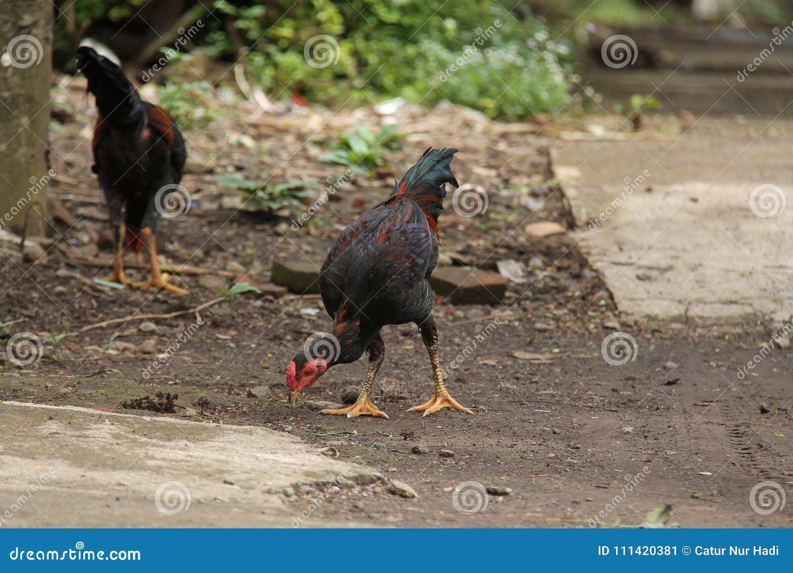 Chicken in the Yard Version 4 Stock Image - Image of animal, farmyard