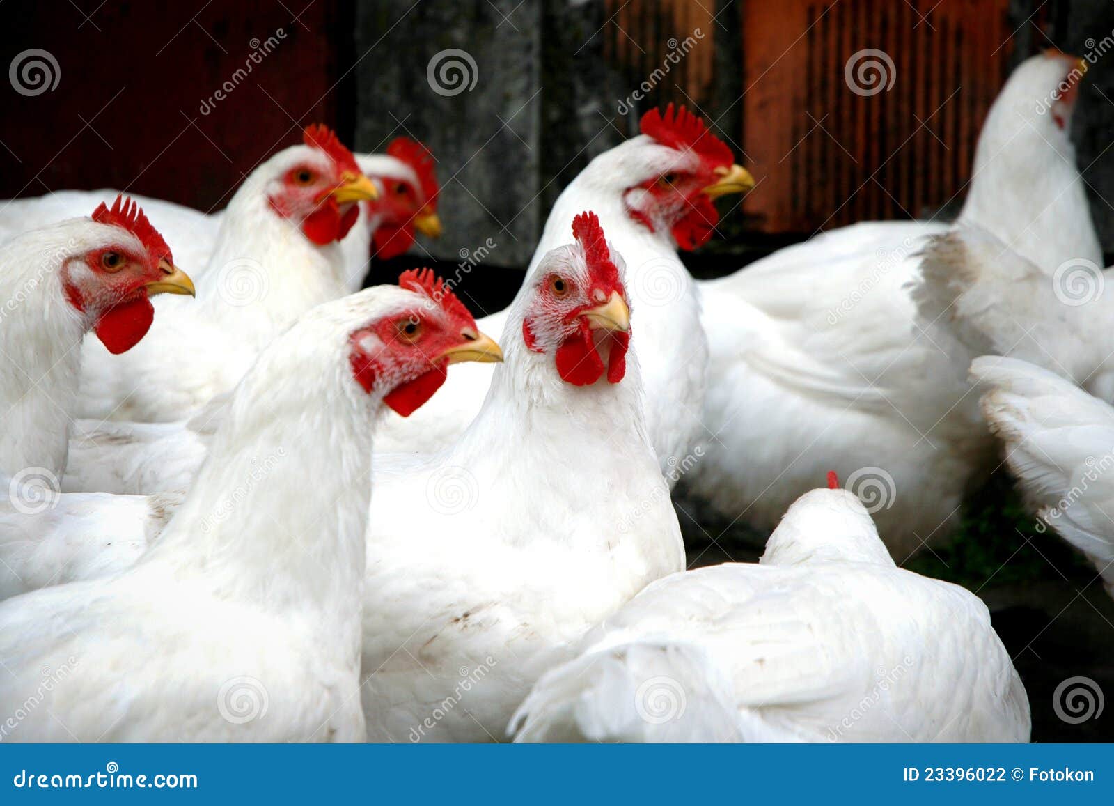 Chickens stock photo. Image of livestock, chickens, chicken 23396022
