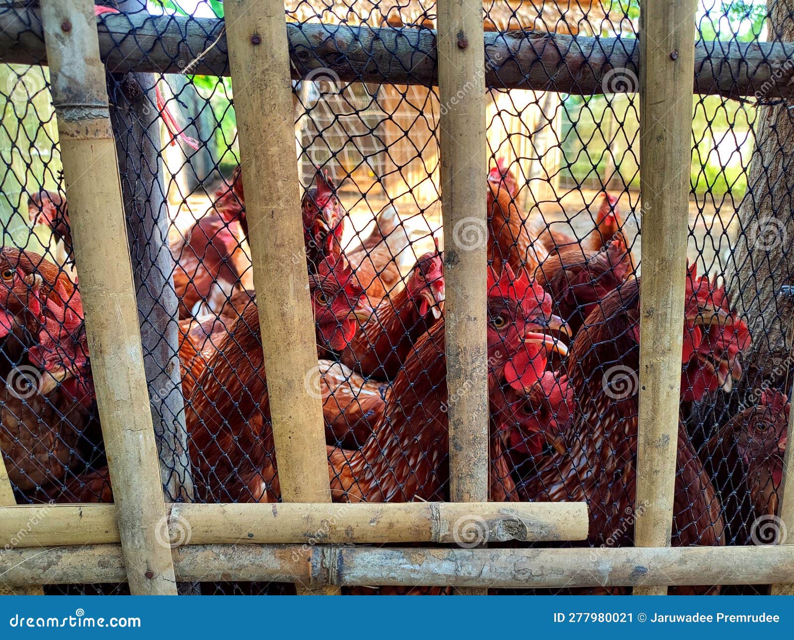Chickens in Bamboo Cage and Net Stock Image Image of bamboo, wing