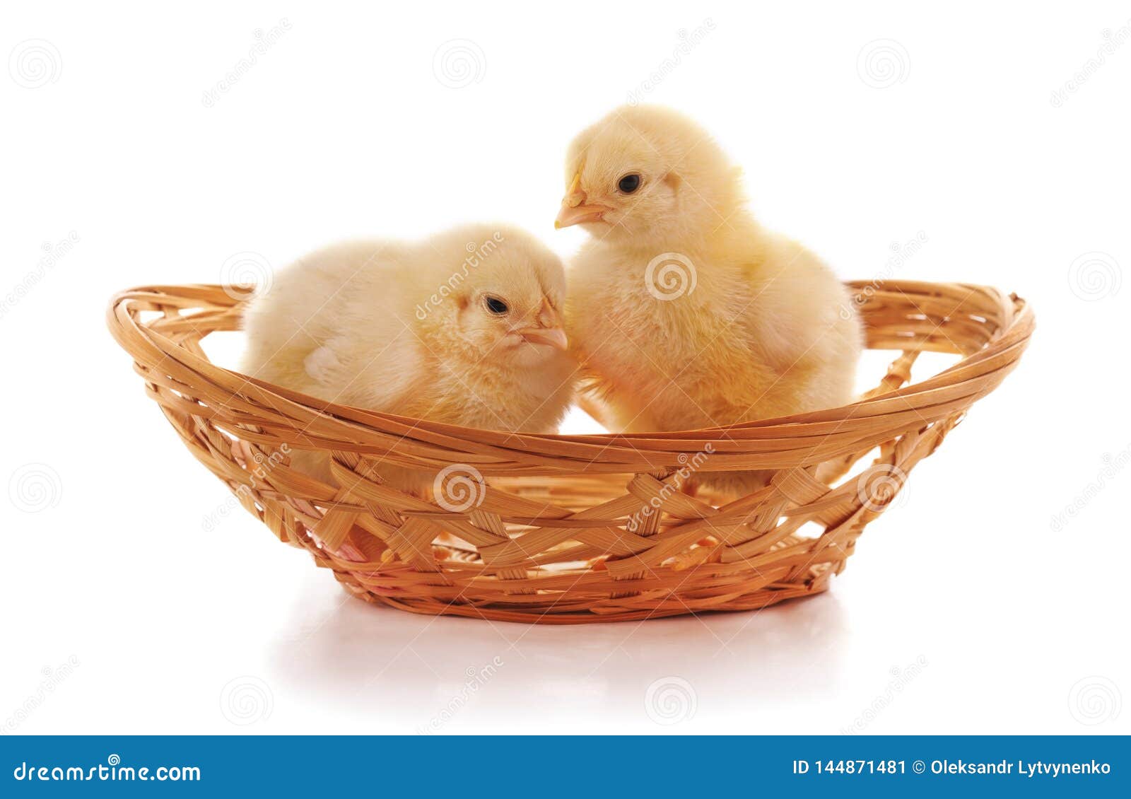 Chickens in the basket stock image. Image of little 144871481