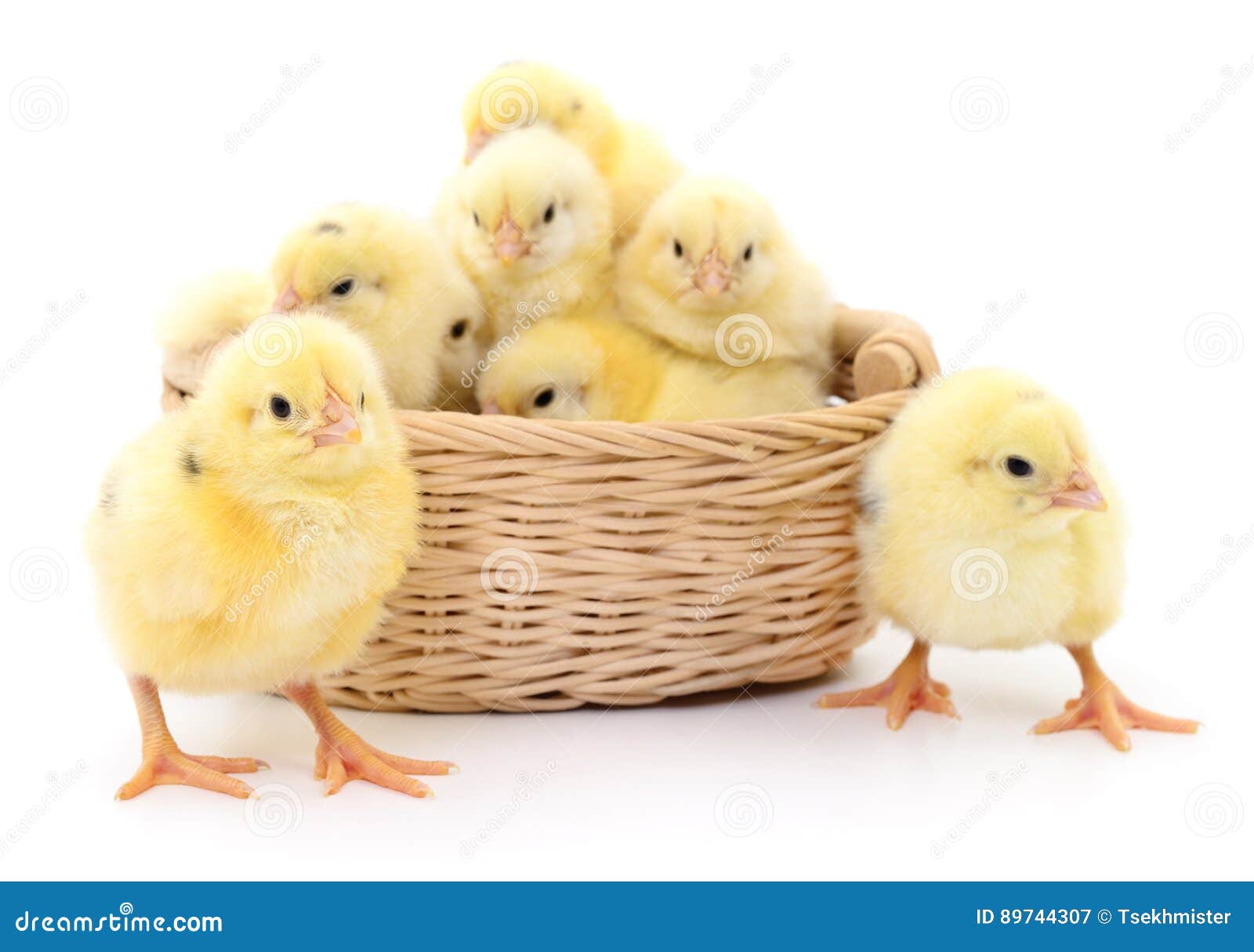 Chickens in basket. stock image. Image of domestic, chickens 89744307