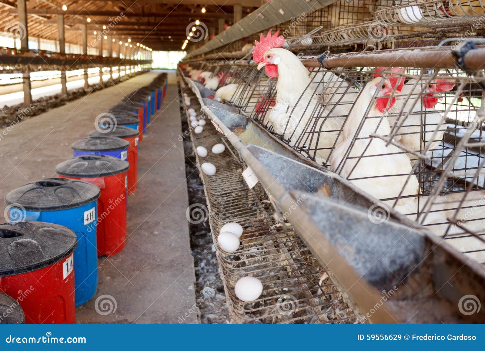 435 Battery Cage Stock Photos - Free & Royalty-Free Stock Photos from  Dreamstime