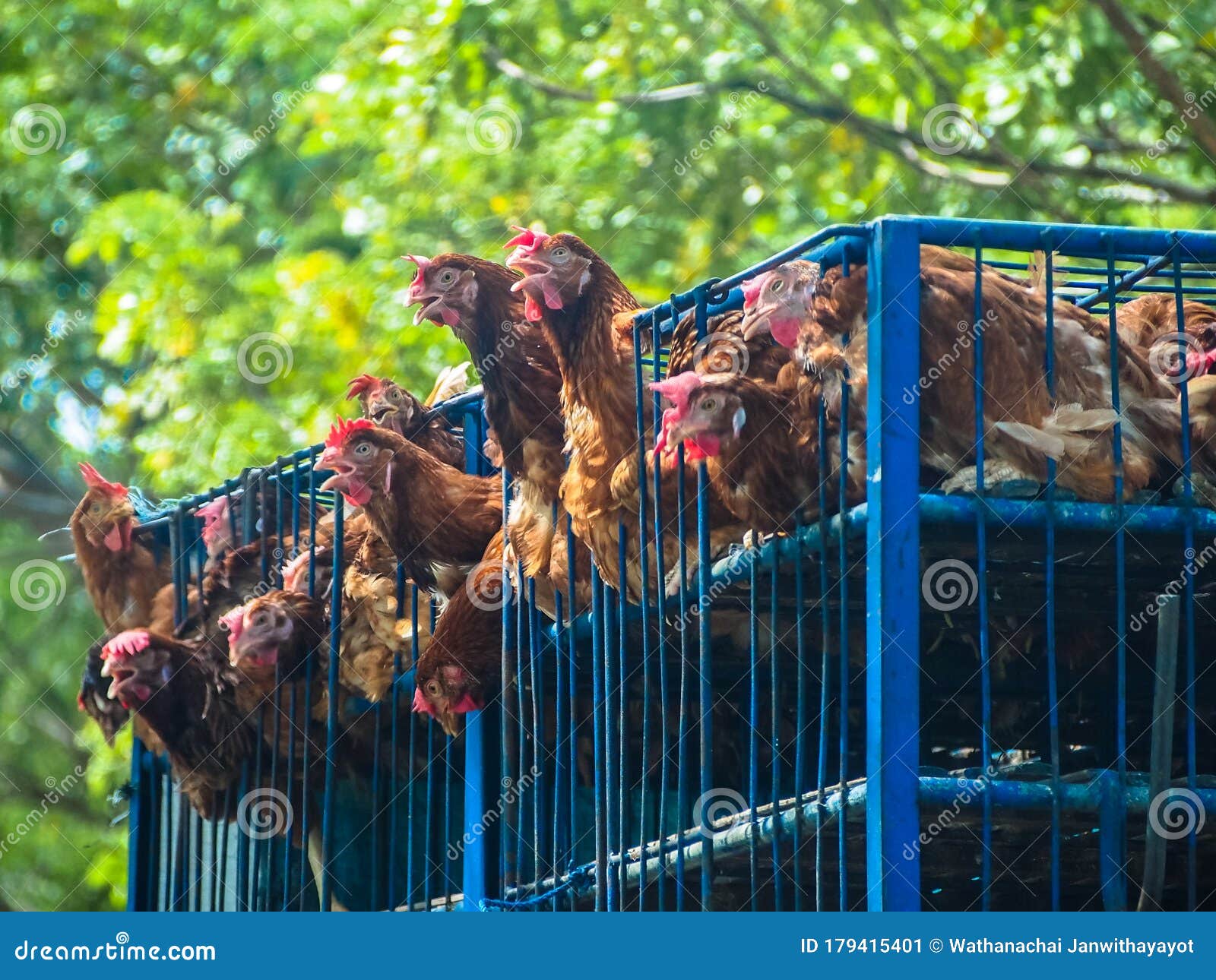 Chickens in the cage stock image. Image of cage, caged 179415401