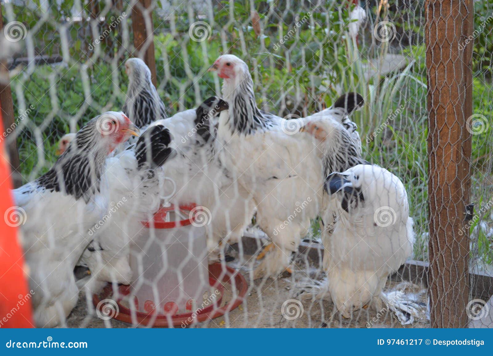 4+ Thousand Chicken Netting Royalty-Free Images, Stock Photos