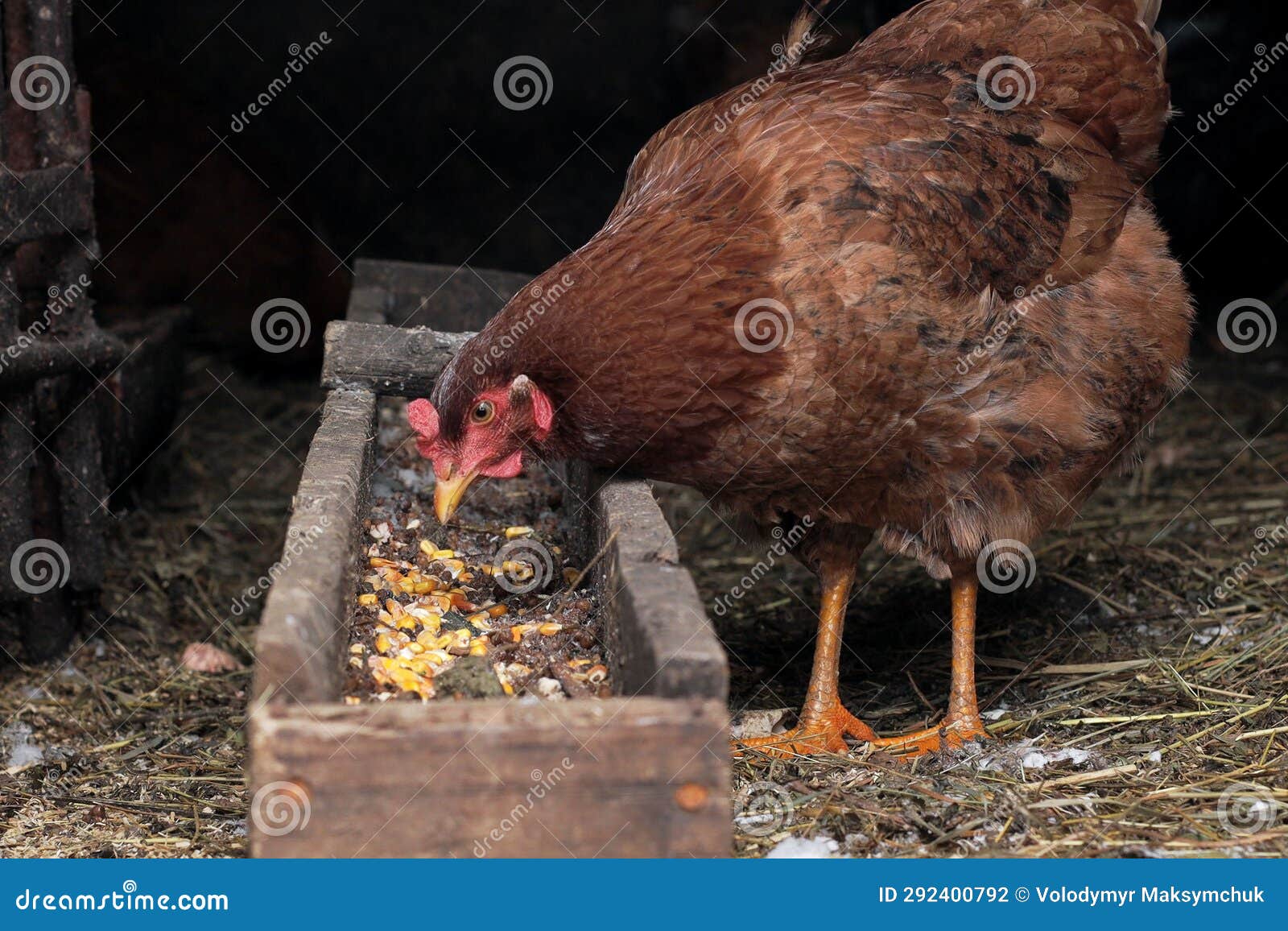Chickens in a Chicken Coop Eating Cracked Corn with the Chicken Feeder