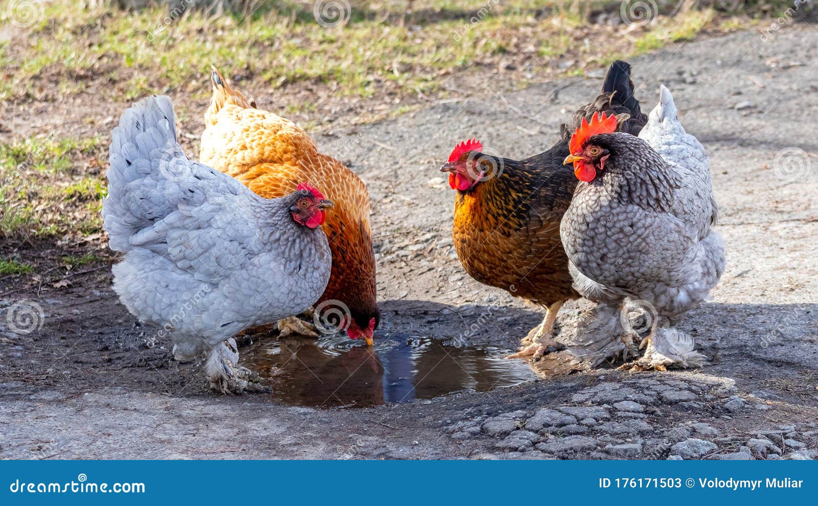 Chickens and Near the Puddle Drink Water_ Stock Image Image of drink, black 176171503