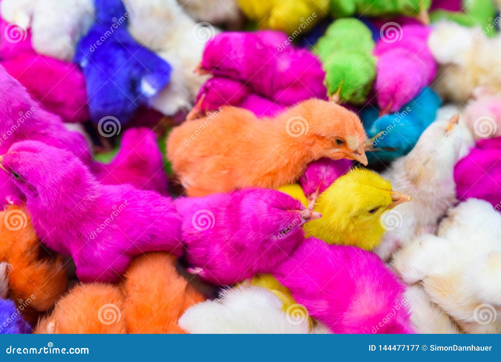 Featured image of post Colorful Chickens Amazing Photos - Affordable and search from millions of royalty free images, photos and vectors.