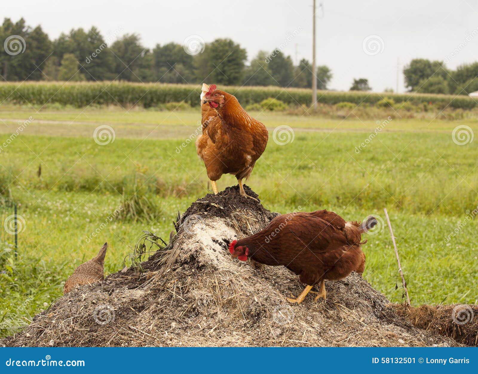 Chickens on compost stock image. Image of manure, biodegradable 58132501