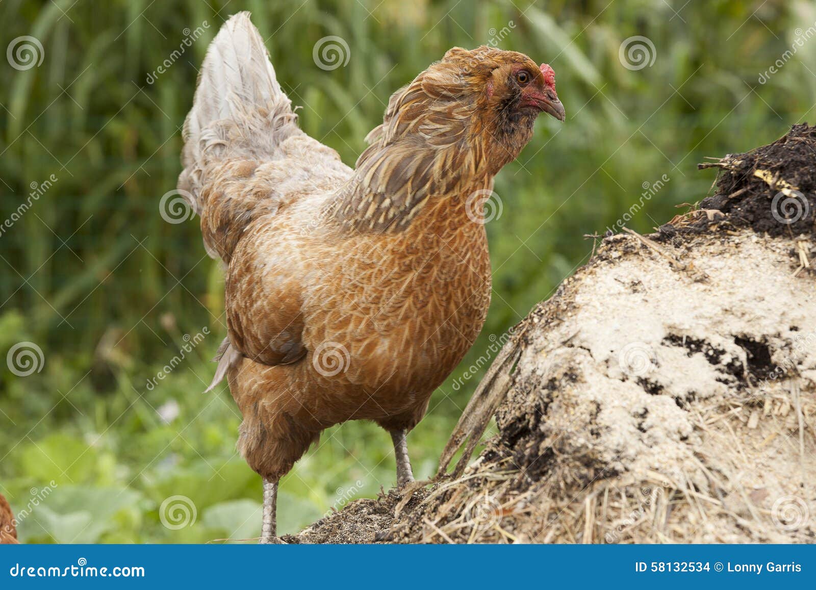 Chickens on compost stock photo. Image of rich, pile 58132534