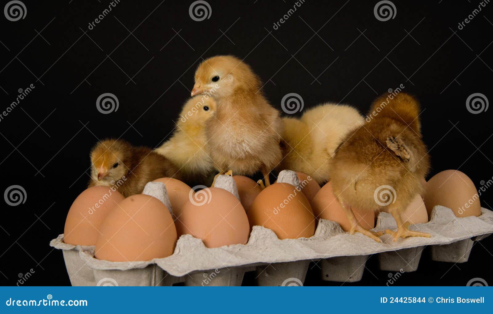 Chickens Pecking Around on a Dozen Eggs in Carton Stock Photo Image