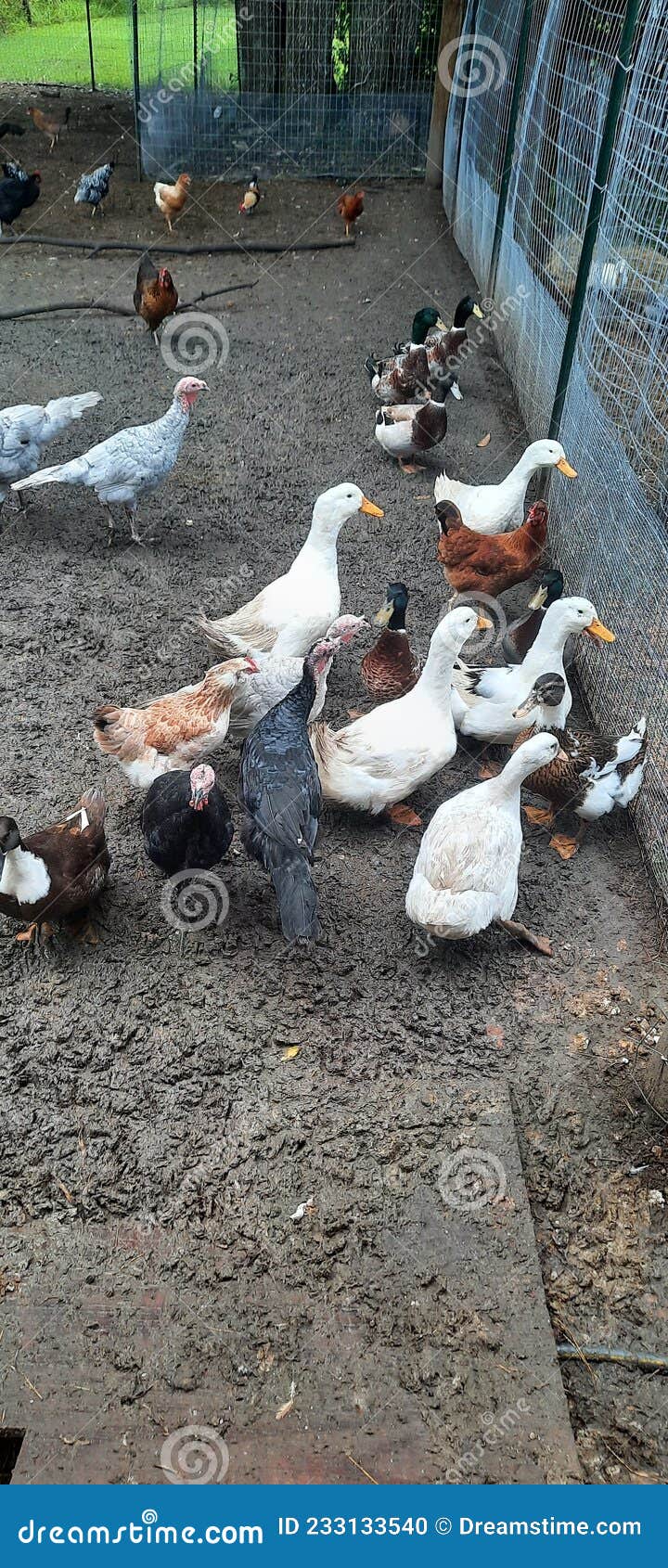 Chickens and Ducks and Turkeys Stock Photo Image of mammal, ducks 233133540