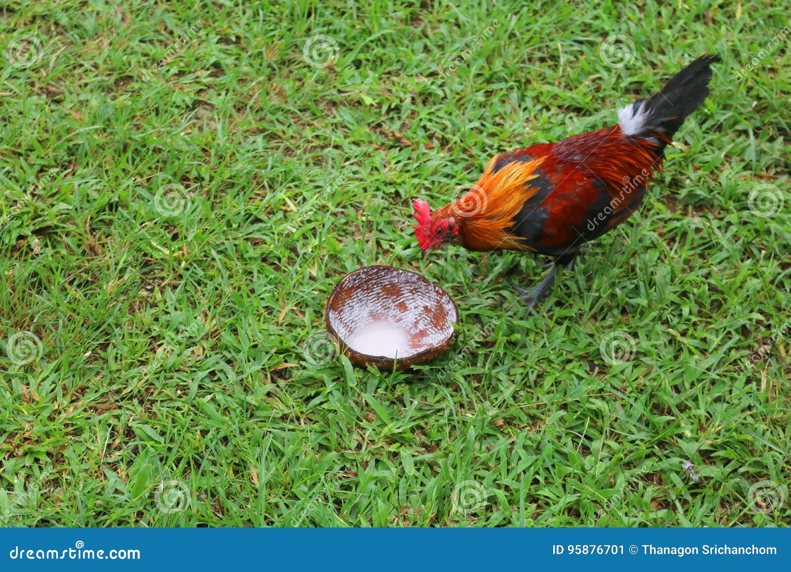 Chickens Eating Coconut Shell in the Garden. Stock Image Image of bird, green 95876701