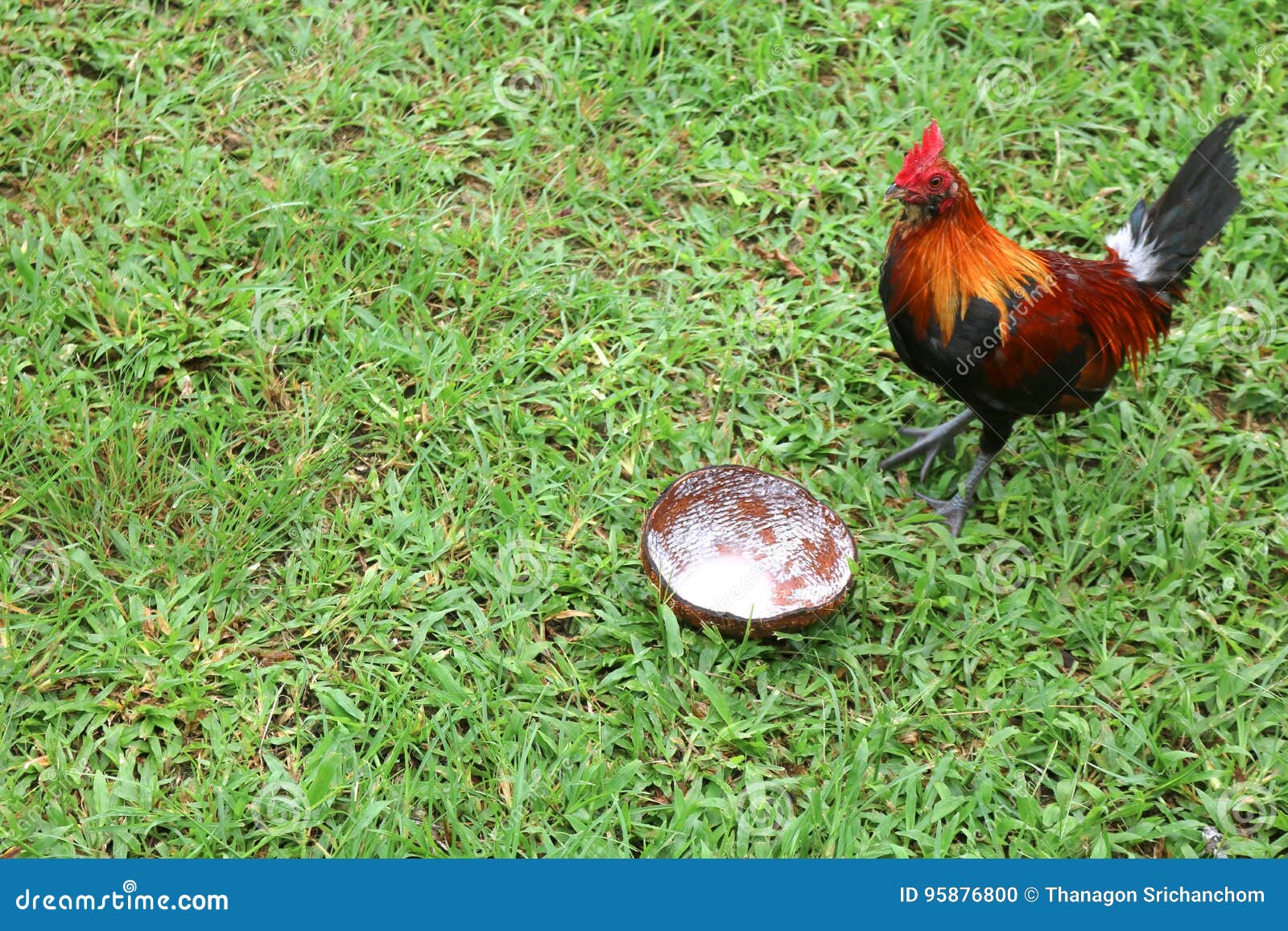 Chickens Eating Coconut Shell in the Garden. Stock Photo Image of