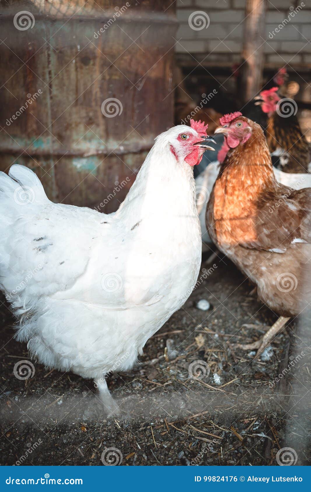 Chickens in the farmyard stock photo. Image of country 99824176