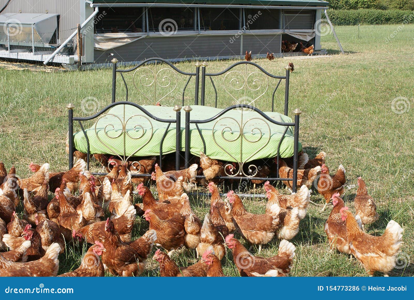 A Beautiful Double Bed for the Happy Chickens Stock Photo Image of