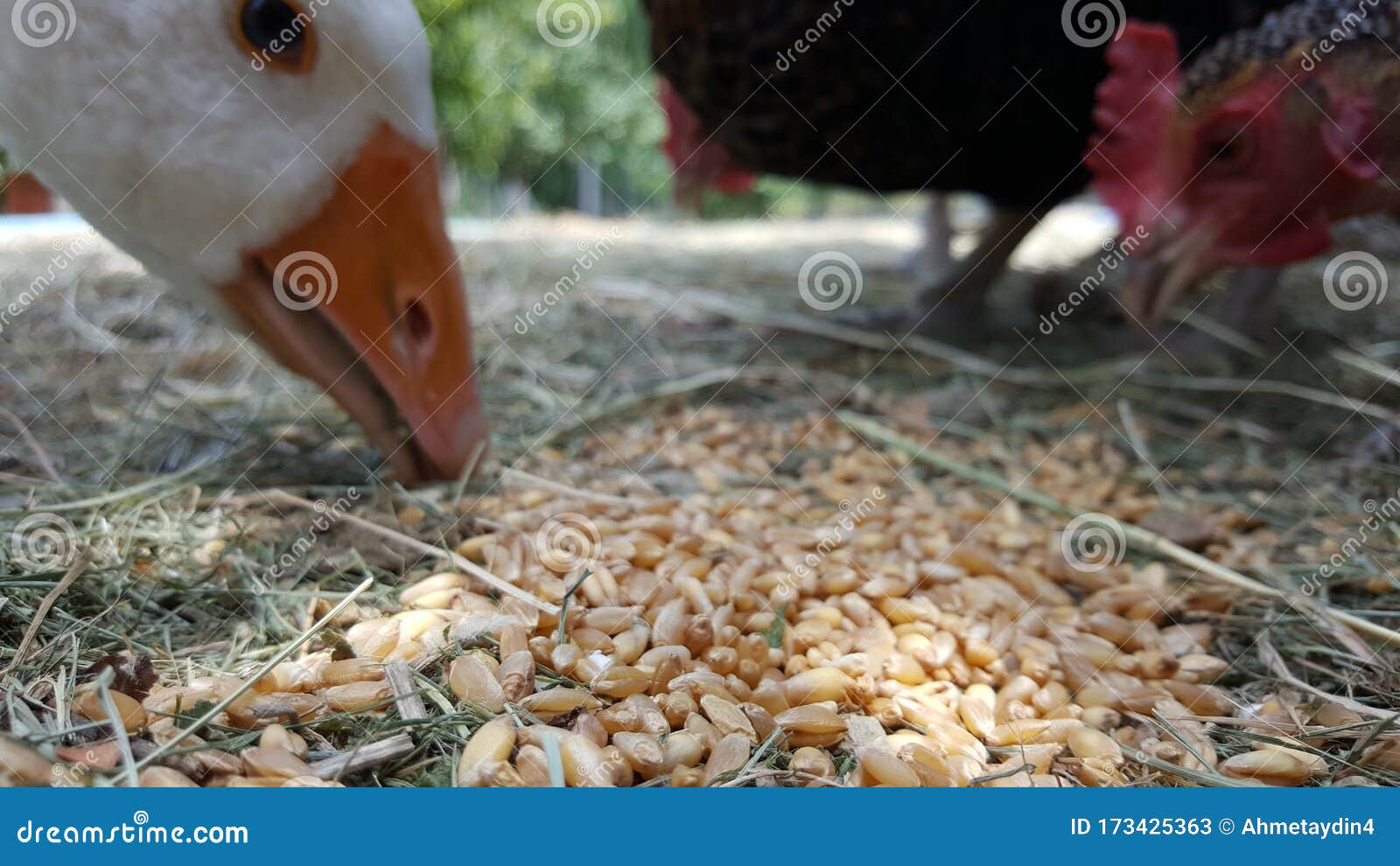 Chickens and goose feeding stock image. Image of coop 173425363