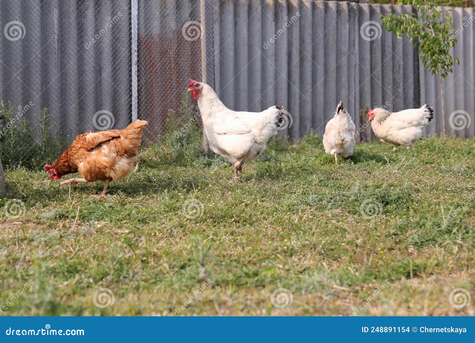 Chickens Grazing on Green Grass at Farm Stock Photo Image of fowl