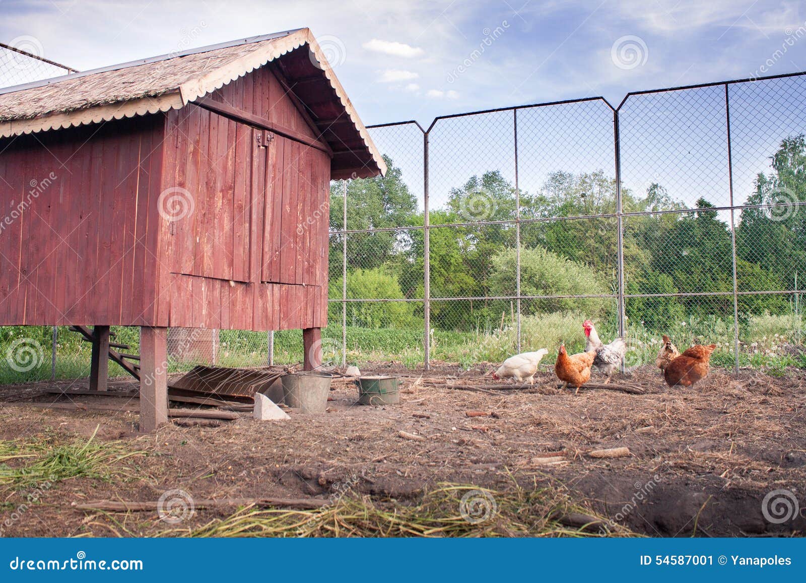 Chickens Near Their Chicken Coop Stock Image Image of livestock