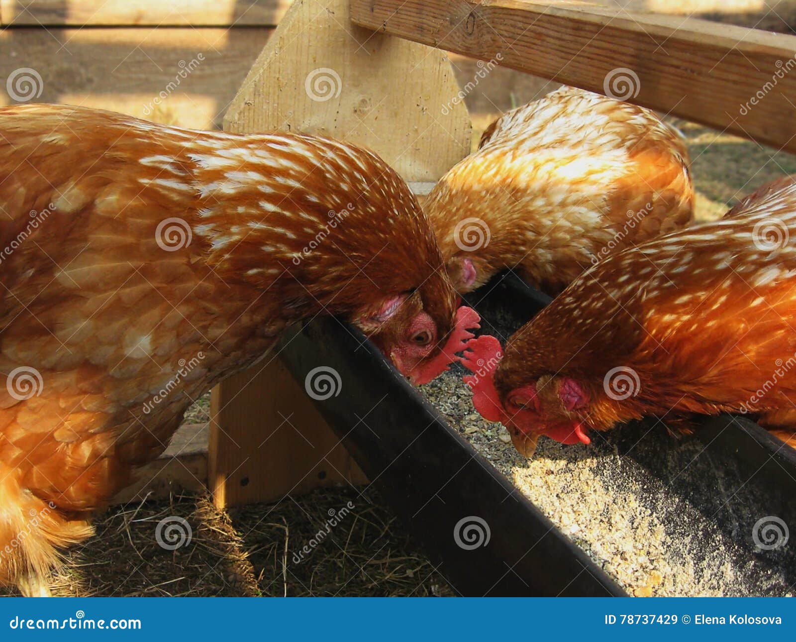 chickens peck grain from the trough