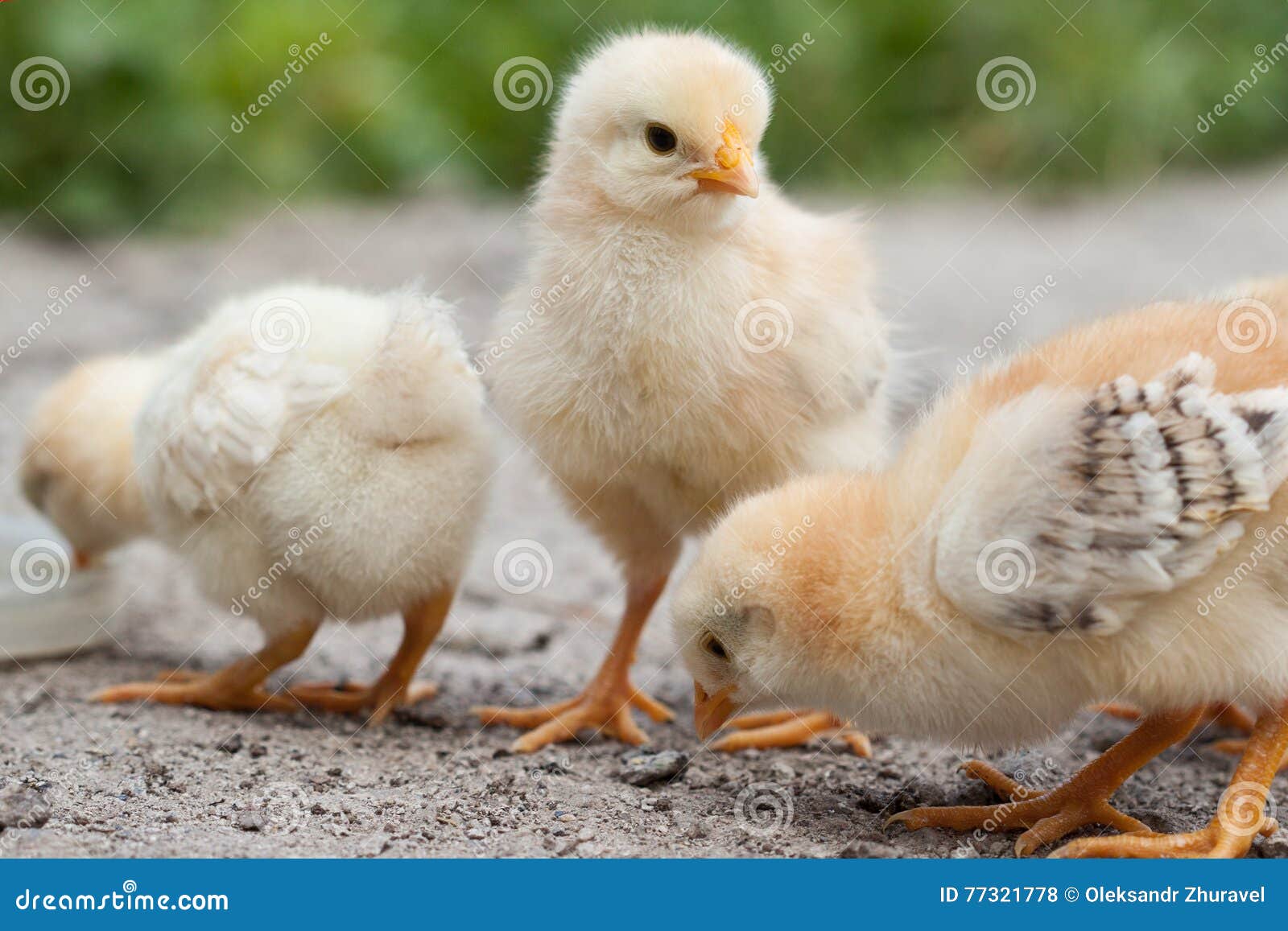 Chickens stock photo. Image of little, hatchery, agriculture 77321778