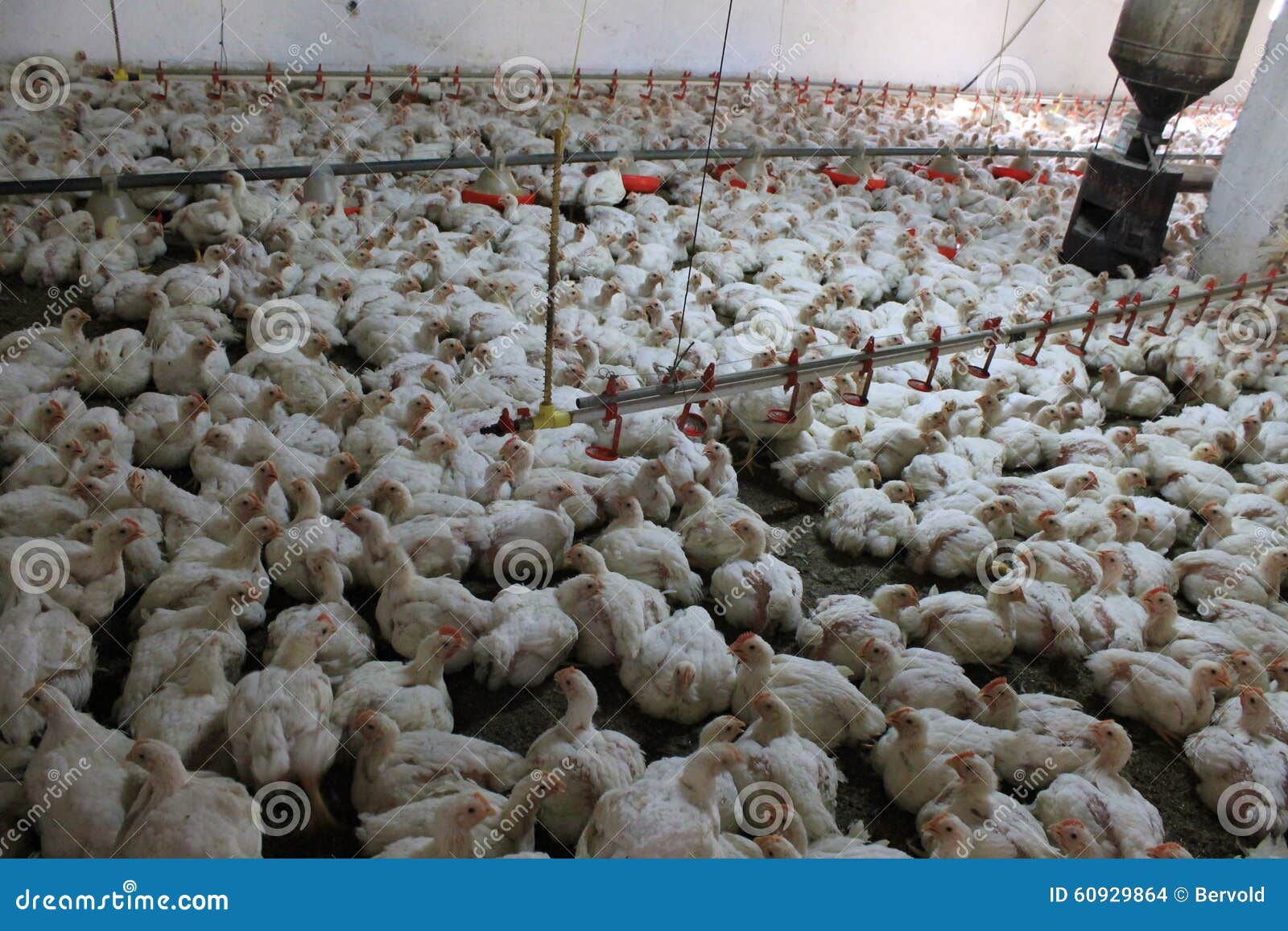 Chickens at the Poultry Farm, Industrial Stock Photo Image of grain