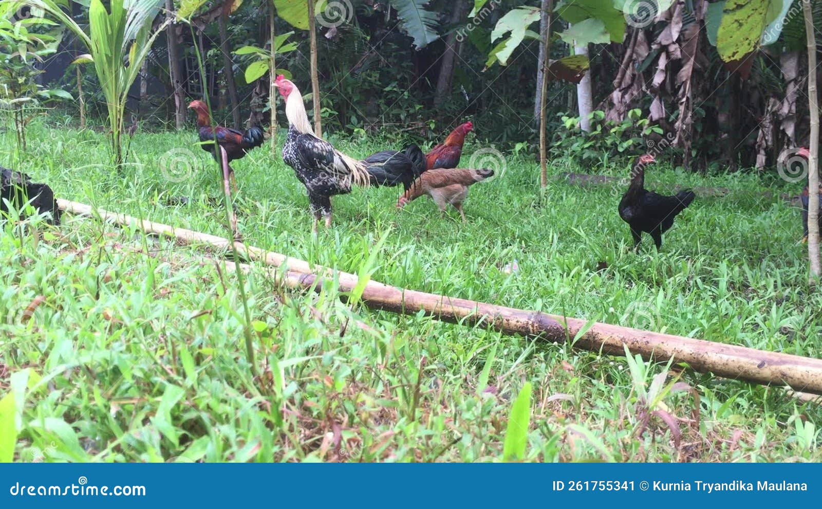Chickens Looking for Food in the Yard Stock Video Video of broiler