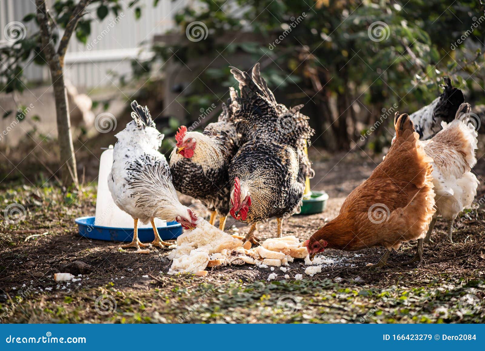 chickens and roosters eating, life in the hencoop. growing a healthy bird without gmo
