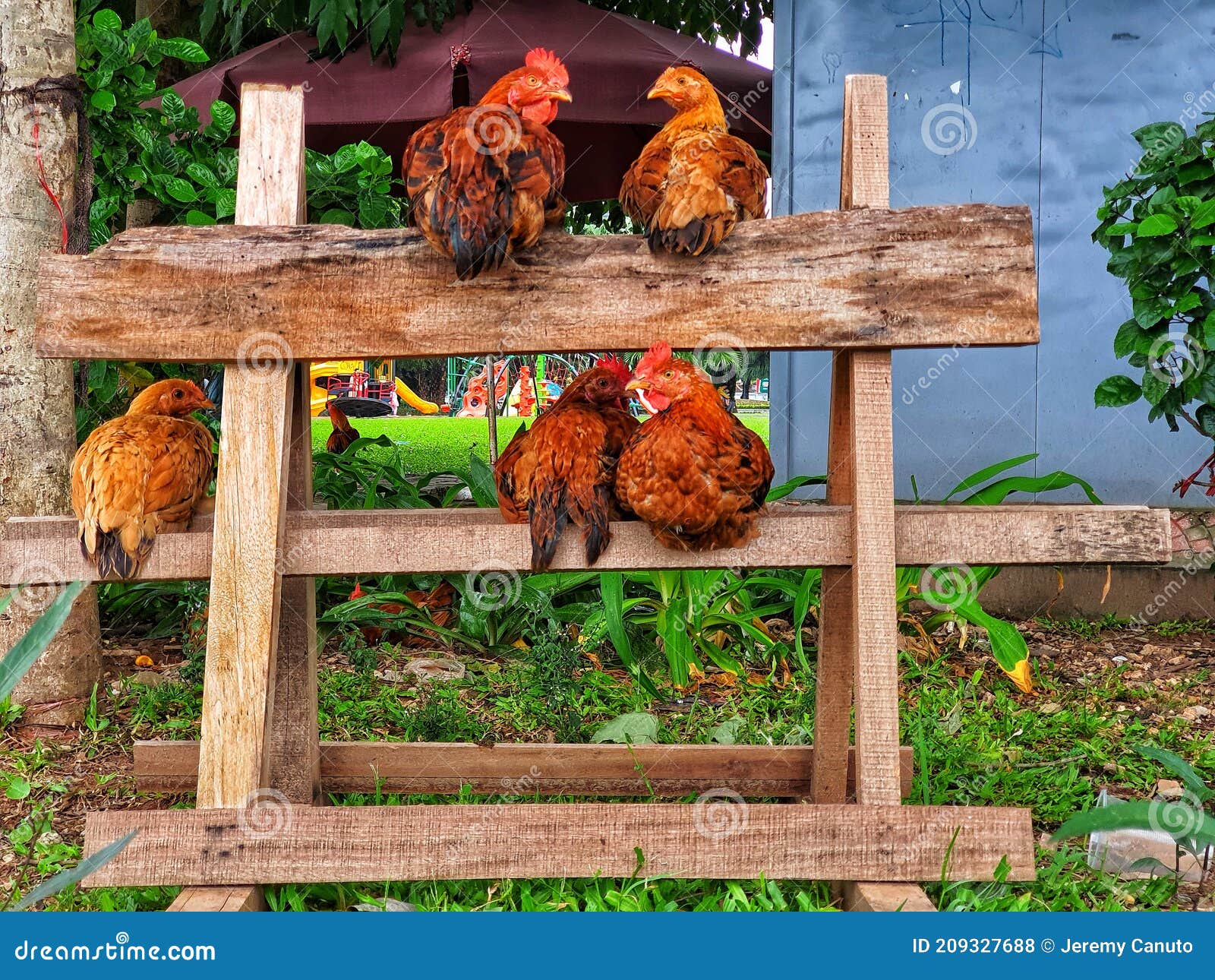 Chickens Roosting in Hanoi Vietnam Stock Photo Image of plant, autumn