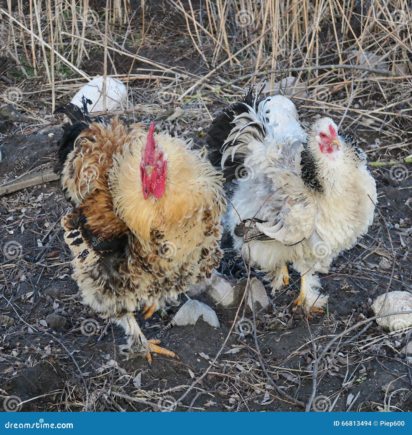 Chickens in the Spring in the Meadow Stock Photo - Image of natural ...