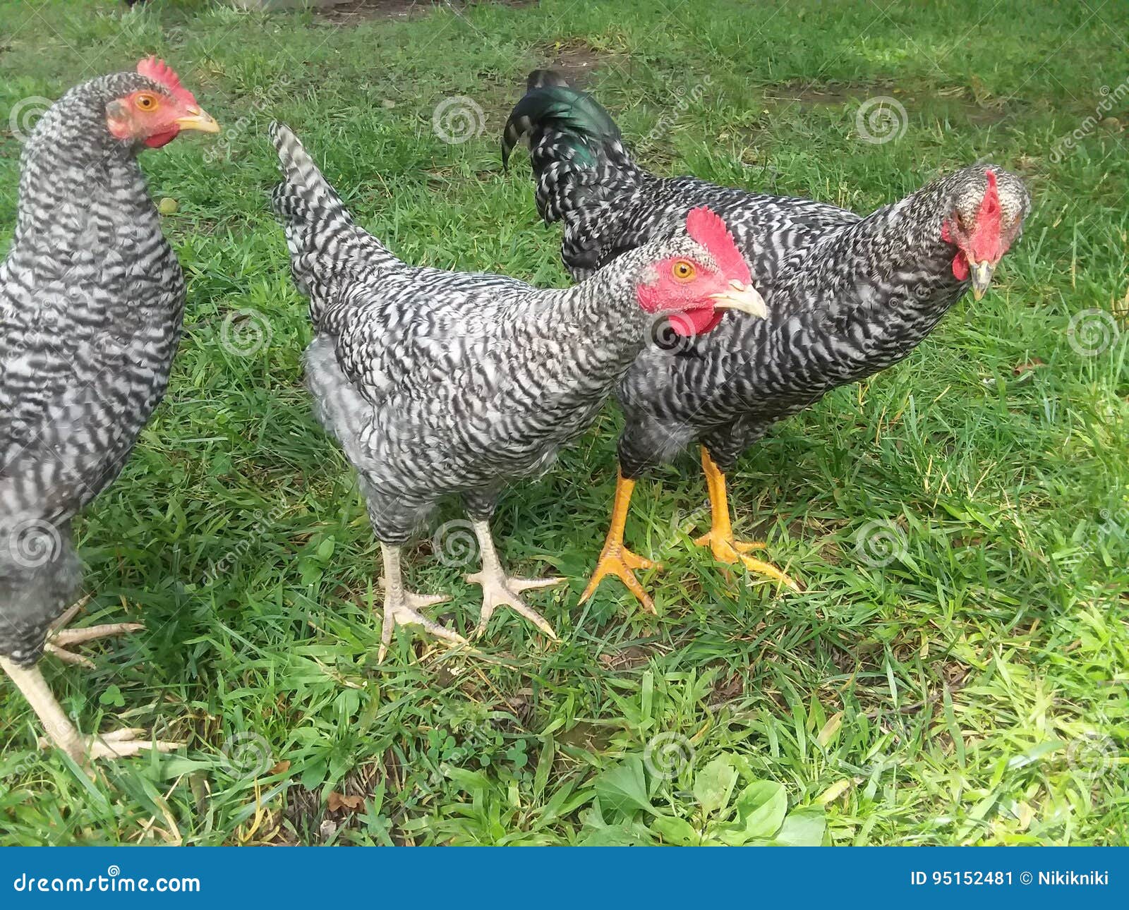 chickens standing together in grass stock image image of trio