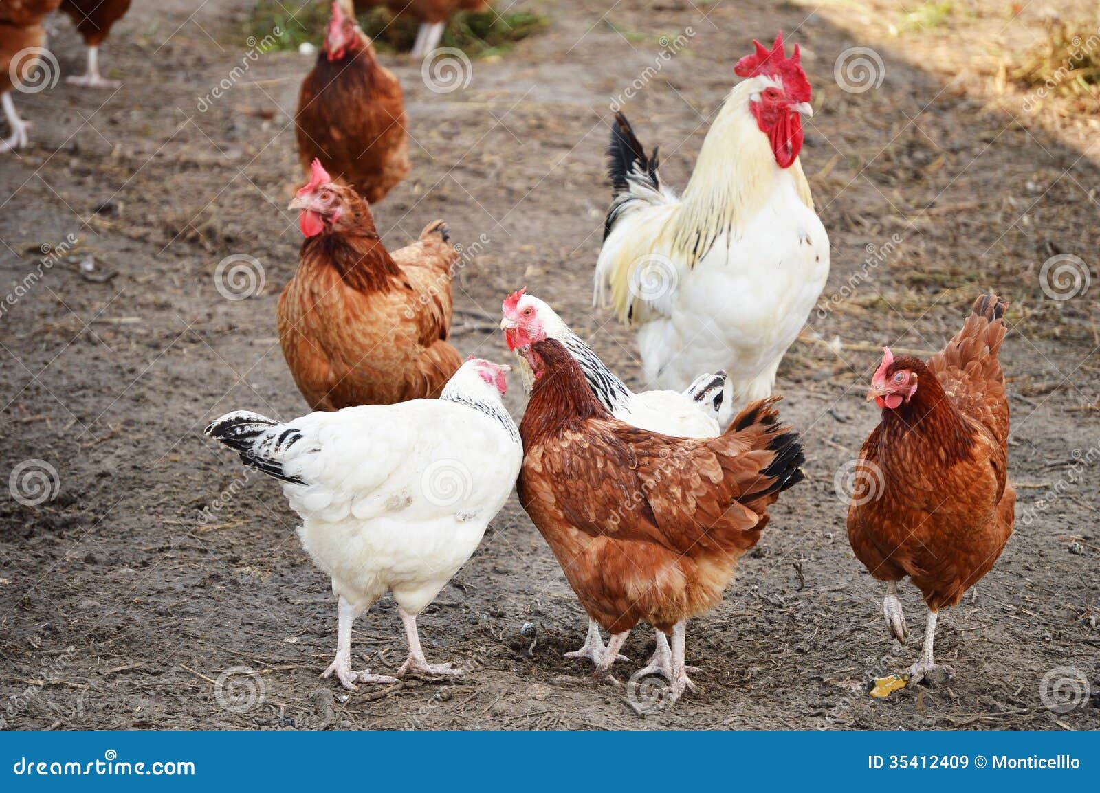 Chickens On Traditional Free Range Poultry Farm Royalty 