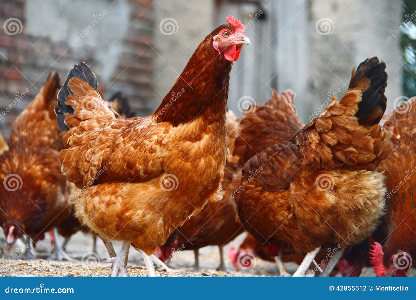 2,721 Chickens Farm House Free Range Stock Photos - Free & Royalty-Free  Stock Photos from Dreamstime