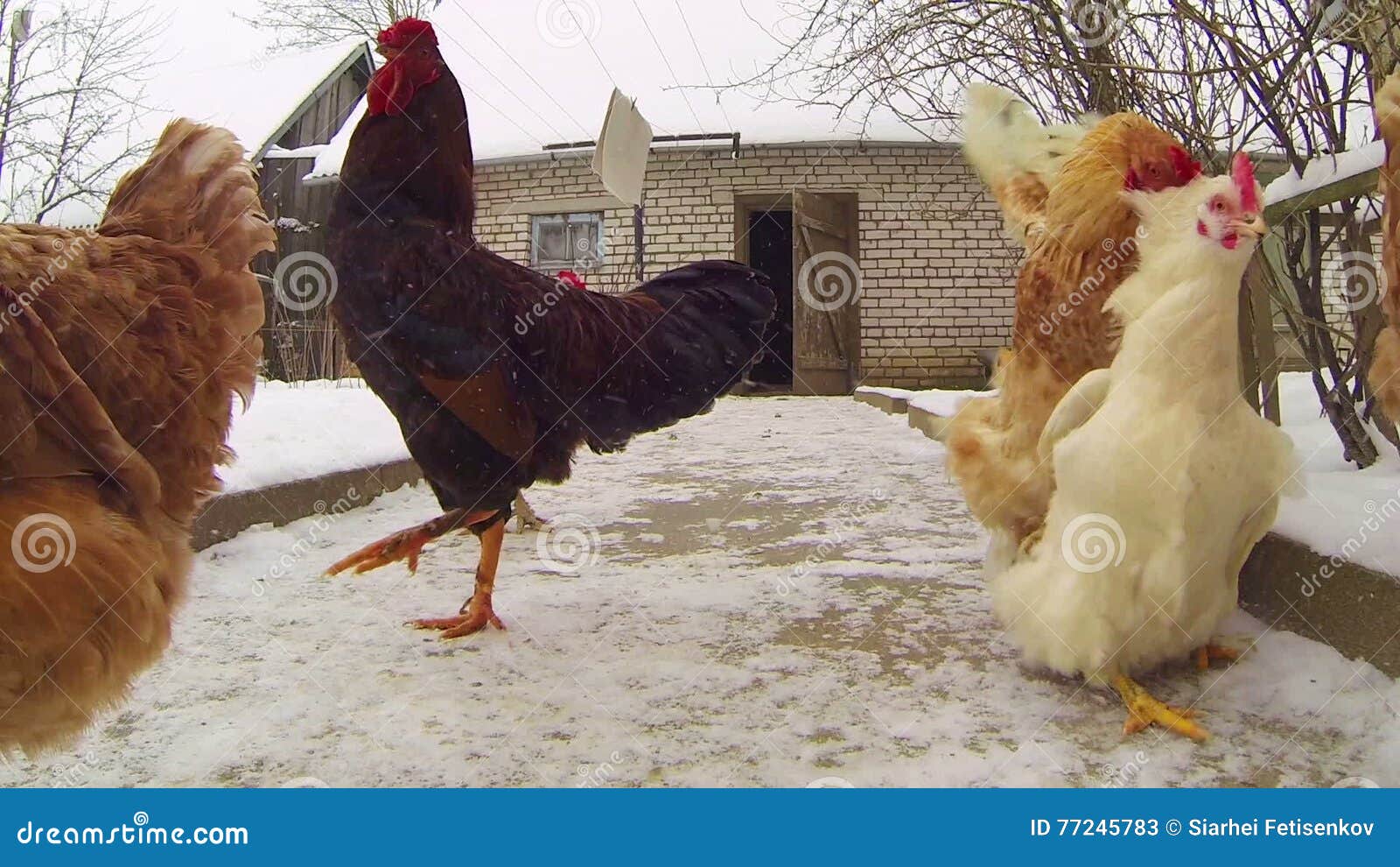 Chickens Walking Around the Winter Yard. Stock Video - Video of green,  agriculture: 77245783