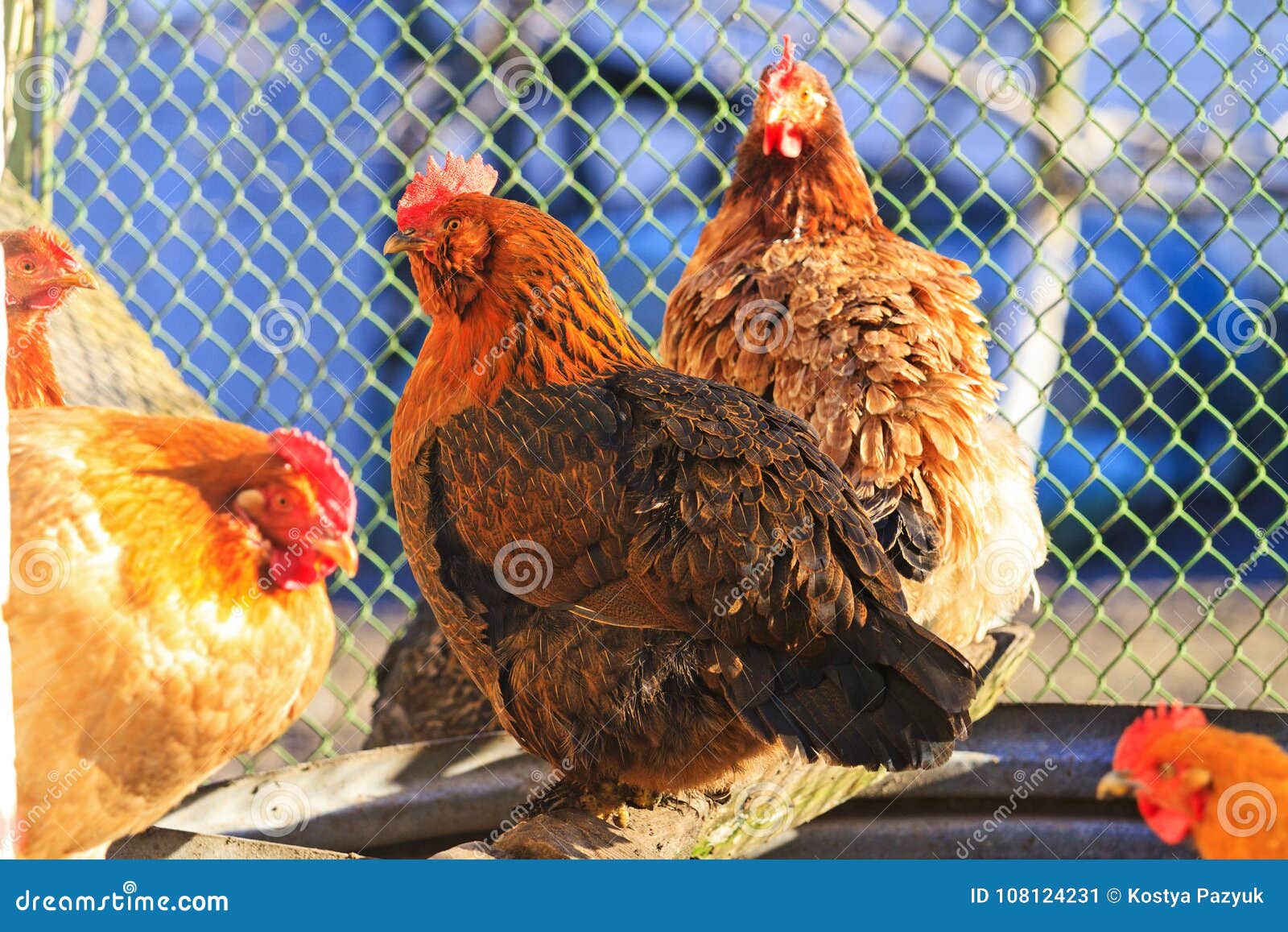 Chickens are Warm in Sunlight Stock Image Image of domestic, feather