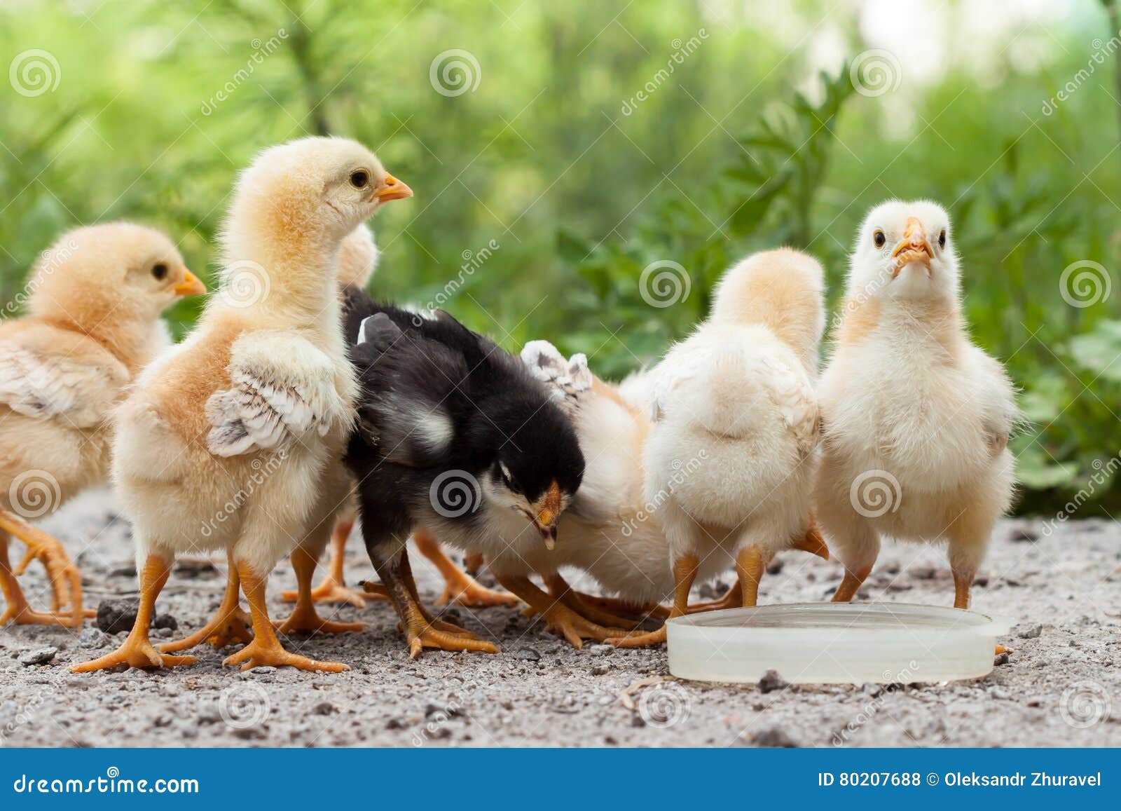 Chickens stock photo. Image of litter, poultry, chicken 80207688