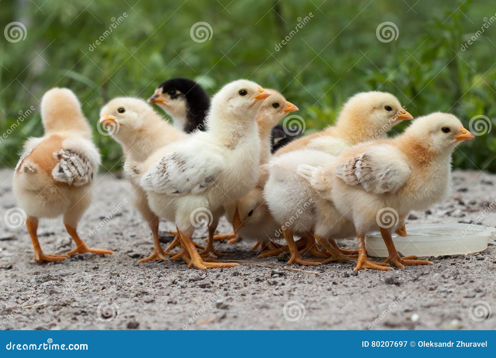 Chickens stock image. Image of yellow, farming, newborn 80207697