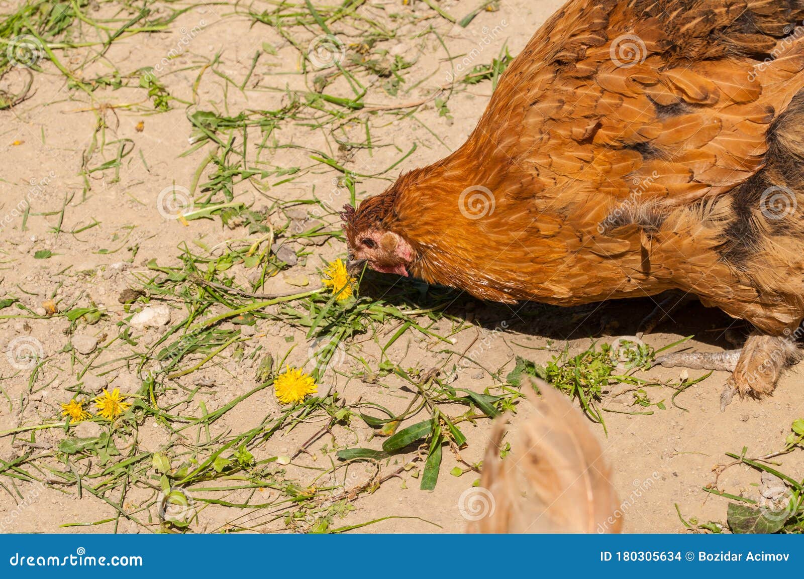Chickens in the Yard Eat Grass. Domestic Animals Stock Photo - Image of feather, grass: 180305634 Chickens in the Yard Eat Grass. Domestic Animals Stock Photo - Image of feather, grass: 180305634