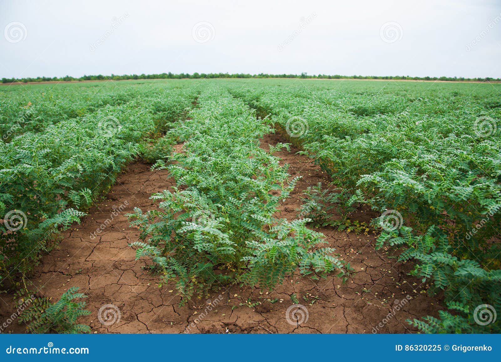 Chickpea crop field stock image. Image of growing, chickpea 86320225