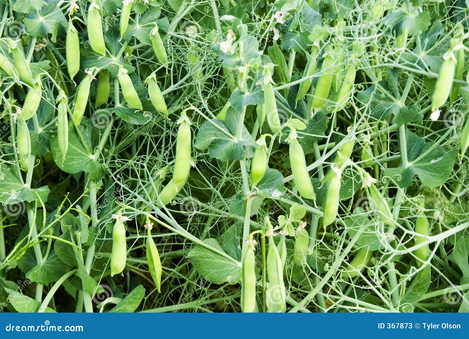 Chickpea Plant stock image. Image of north, green, prairie 367873
