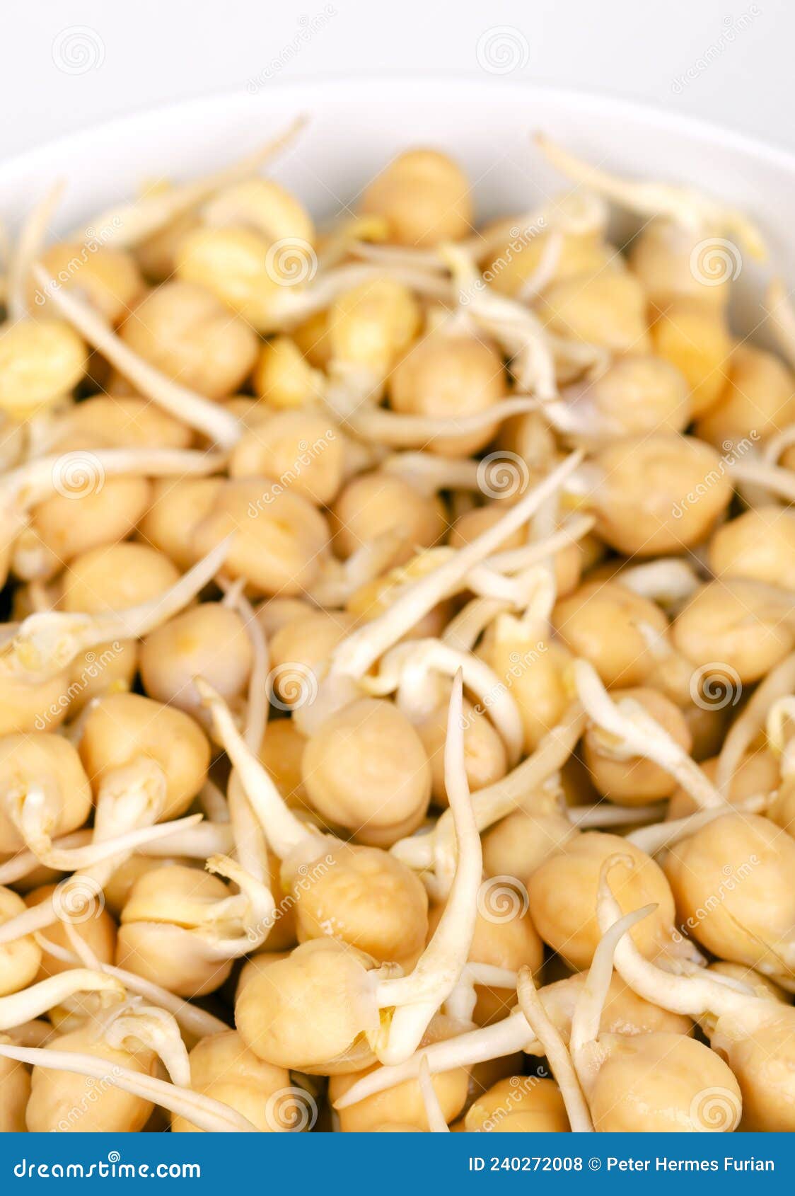 Chickpea Sprouts, in a White Bowl, Sprouted Garbanzo Beans, Close Up