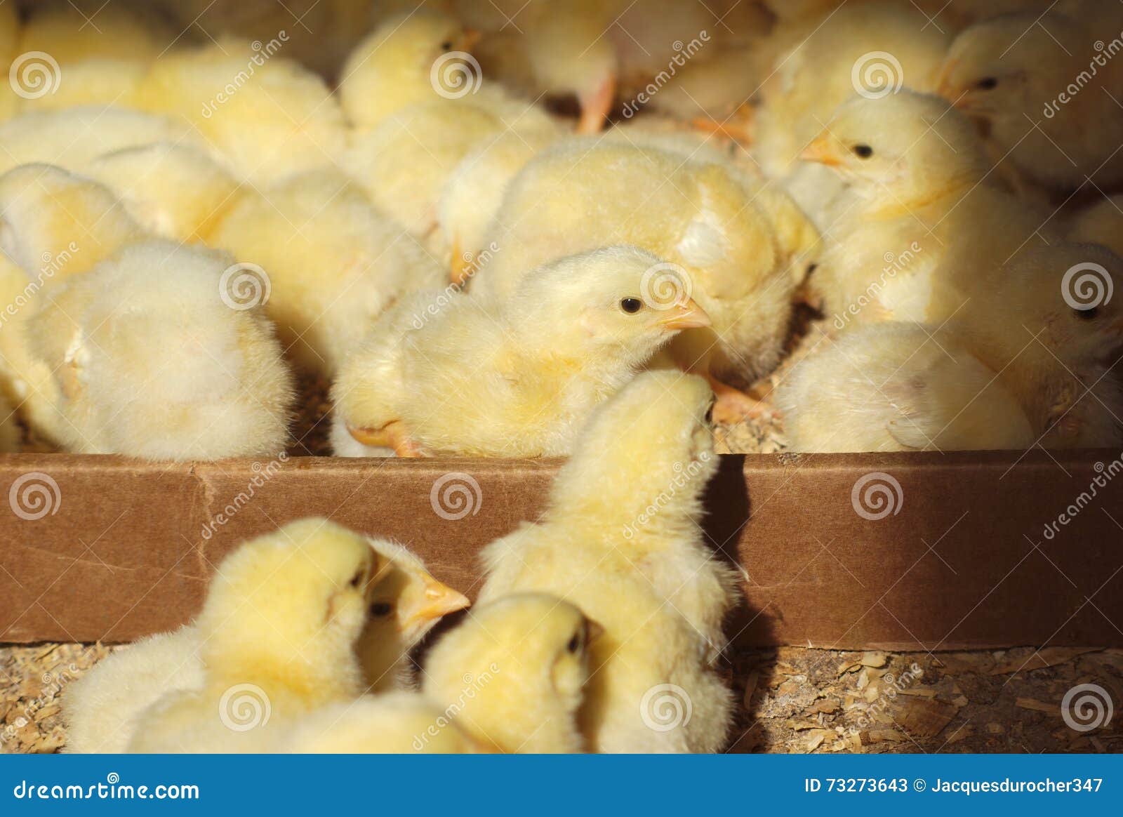 Chicks in the Chicken Coop with Natural Sunlight Stock Image Image of