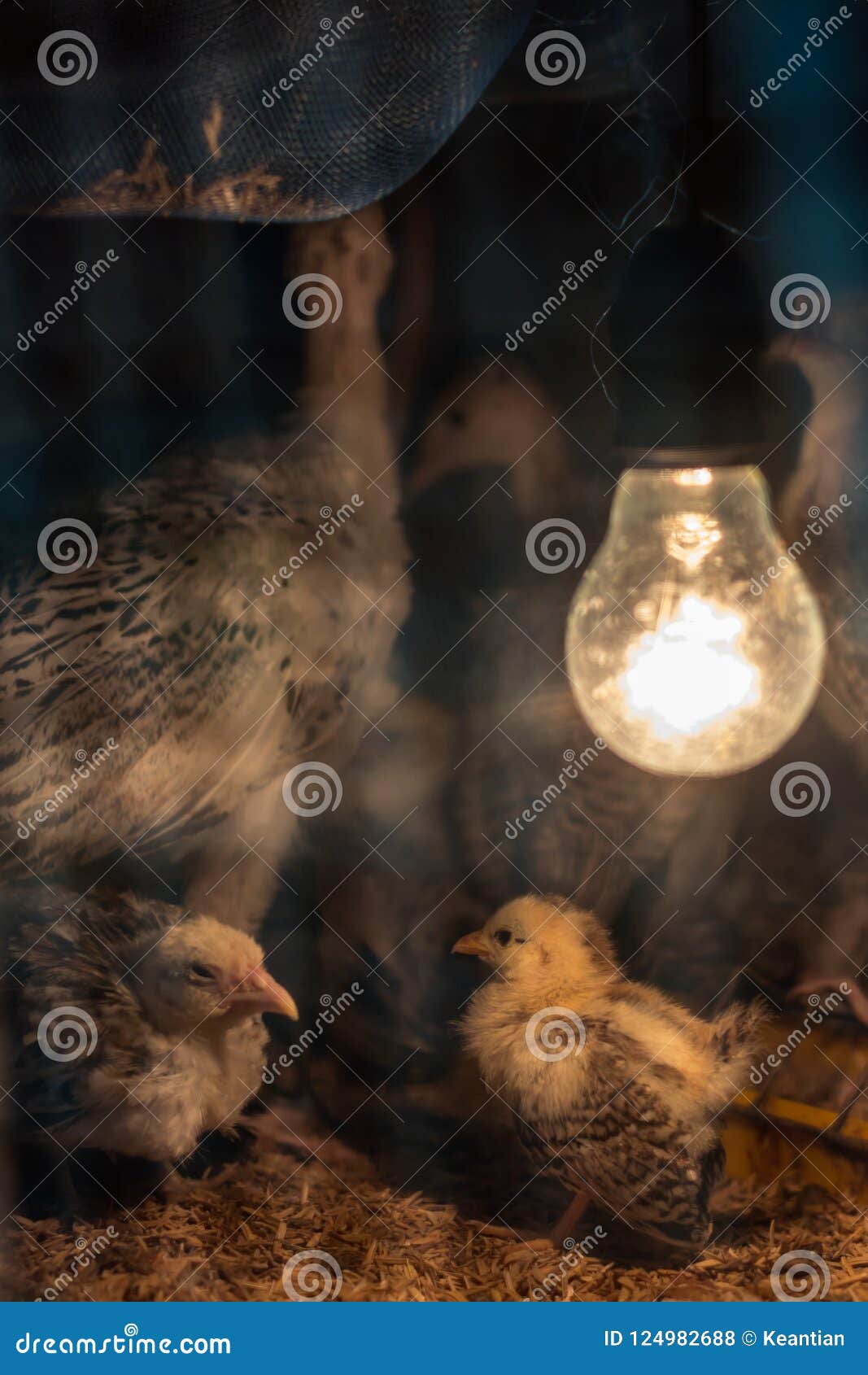 Chicks with Lights in the Nick. Stock Photo Image of chickens, brown