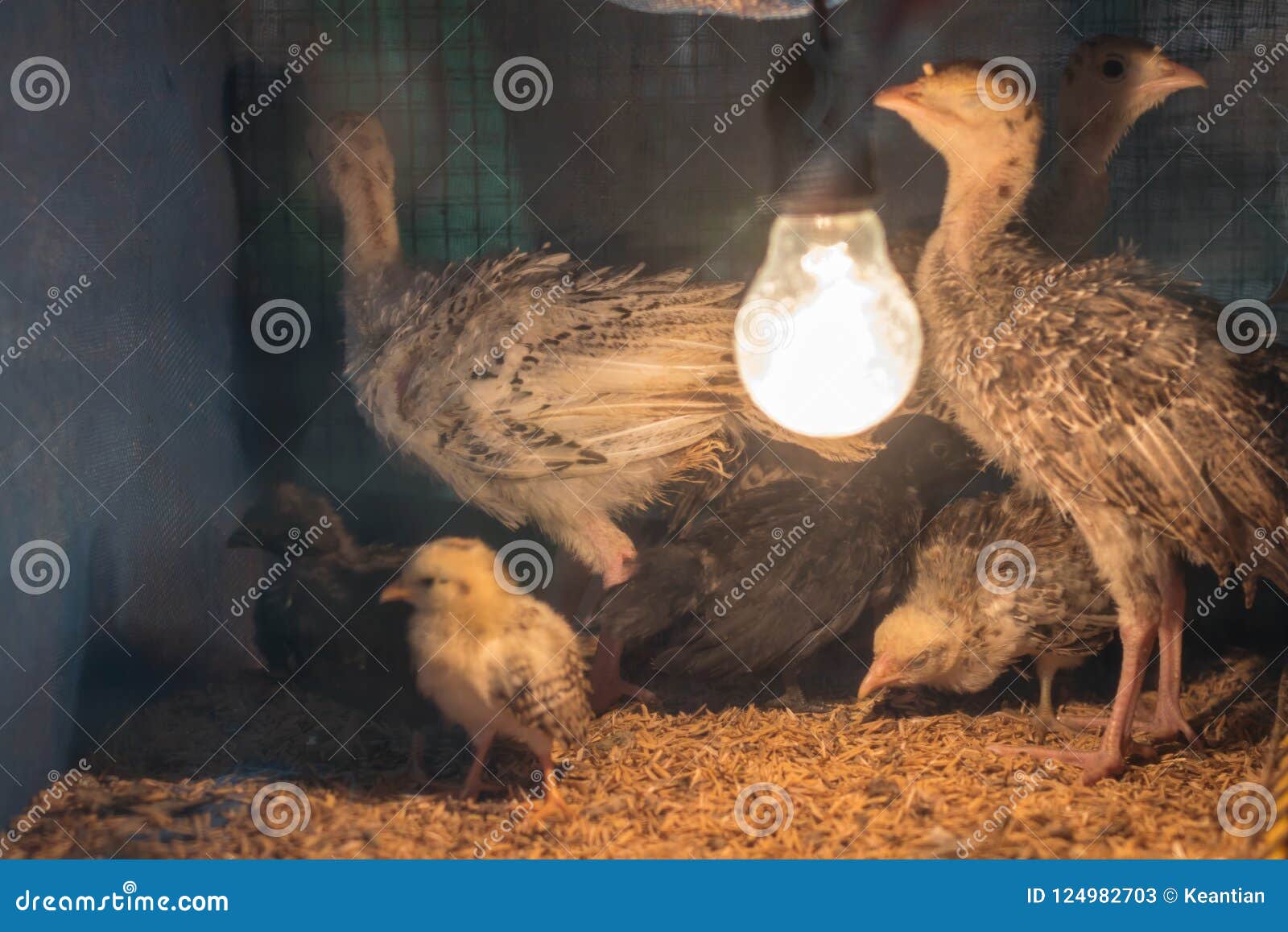 Chicks with Lights in the Nick. Stock Image Image of fluffy, light