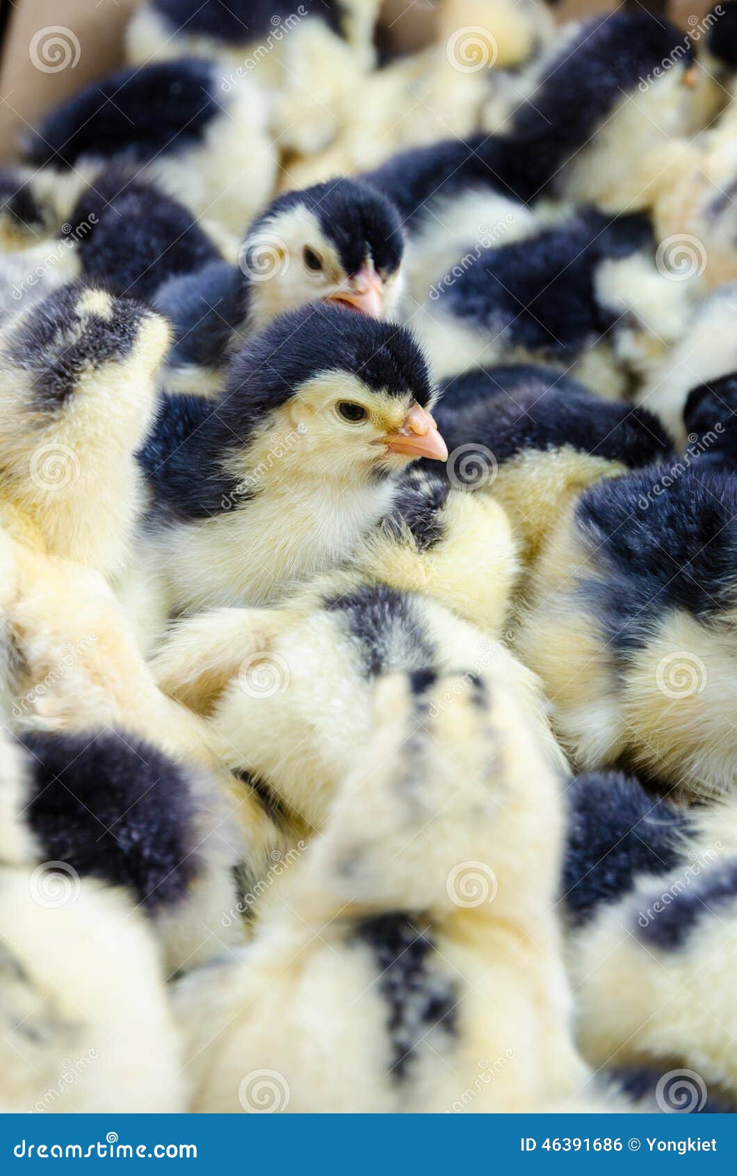 Chicks for sale stock photo. Image of sale, baby, yellow 46391686