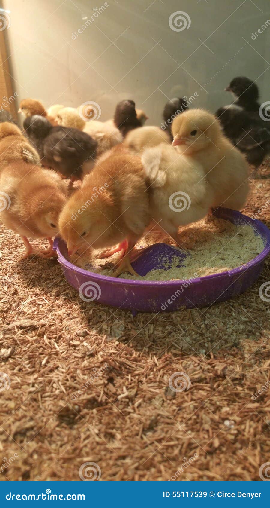 Chicks for Sale stock image. Image of creature, farm 55117539