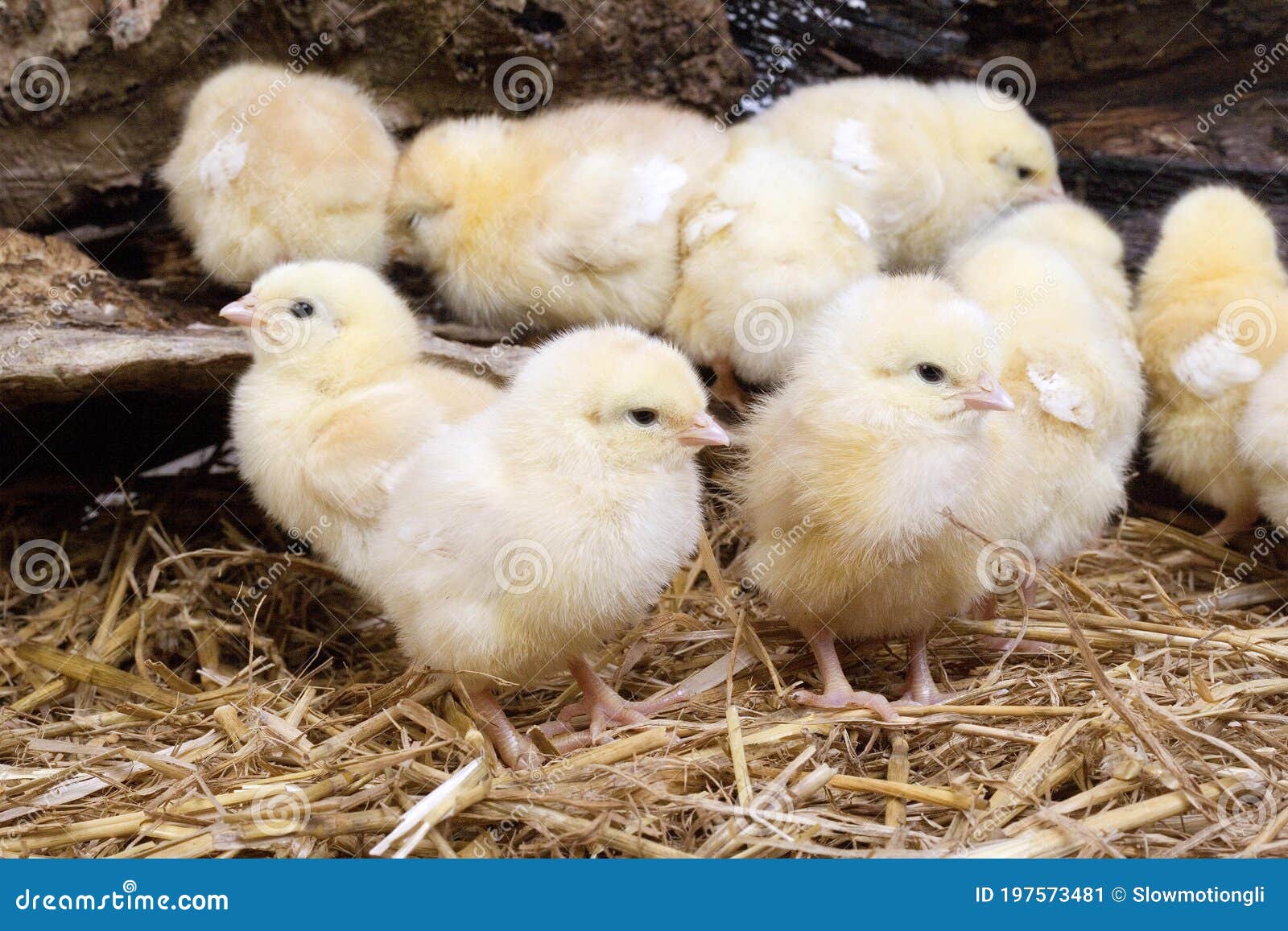 Chicks standing on Straw stock image. Image of baby 197573481