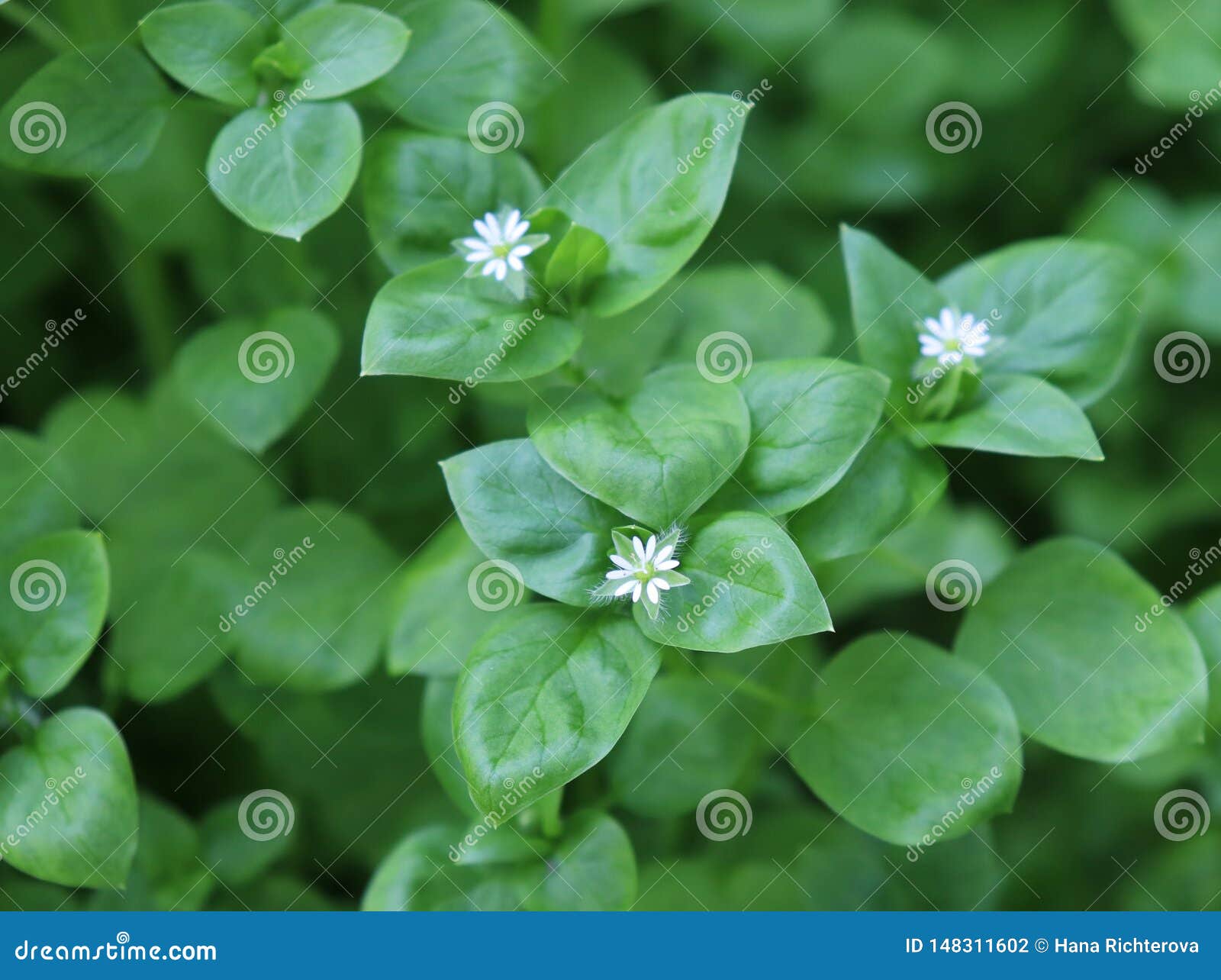 chickweed ,stellaria media. young taste very gently with flavor of nuts. you can use them in fresh vegetable salads. the chickweed
