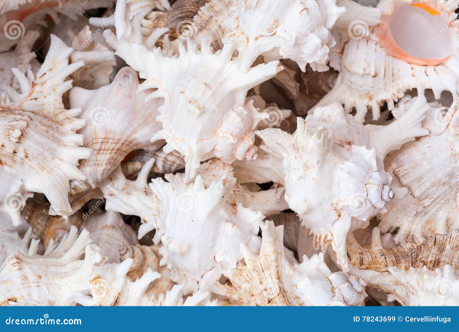 Chicoreus Cnissodus 共同的名字有臭味的骨螺等 是海洋蜗牛的种类 在家庭muricidae的一个海洋腹足动物的软体动物 库存图片 图片 Chicoreus Cnissodus 共同的名字有臭味的骨螺等 是海洋蜗牛的种类 在家庭muricidae的一个海洋腹足动物的软体动物 库存图片 图片