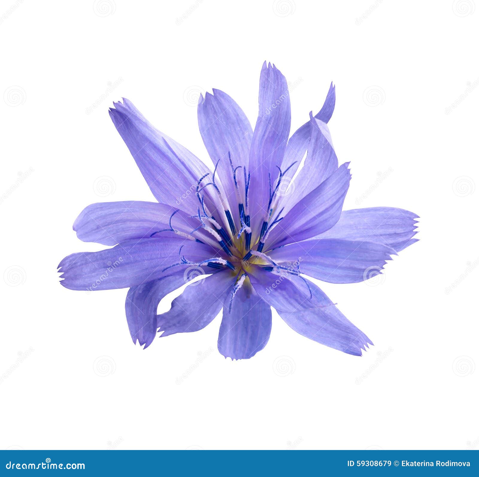 Chicory Flower on White Background Stock Image - Image of nature, macro ...